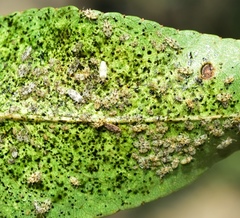 Monosteira unicostata