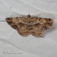 Psilalcis galsworthyi