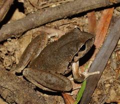 Ranoidea lesueuri