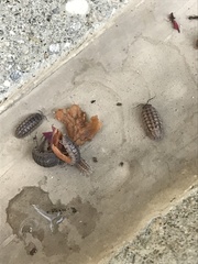 Armadillidium nasatum