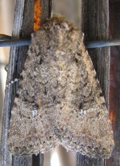 Hexorthodes nipana
