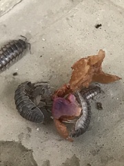 Armadillidium nasatum