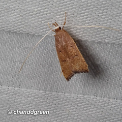 Lecitholaxa thiodora