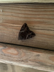 Catocala muliercula