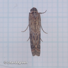 Phycita cirrhodelta