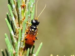 Acantholyda hieroglyphica