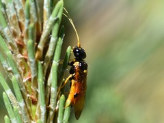 Acantholyda hieroglyphica