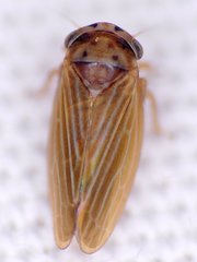 Agallia quadripunctata