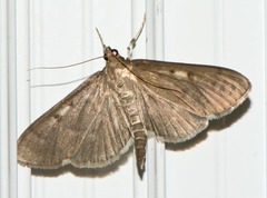 Herpetogramma sphingealis
