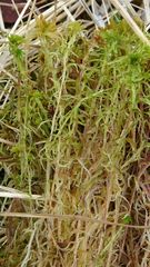 Sphagnum balticum