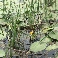 Nuphar lutea