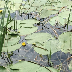 Nuphar lutea