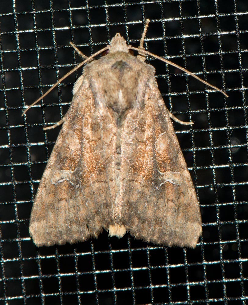 Small Brocade