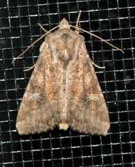 Oligia minuscula