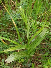 Dactylorhiza majalis