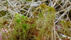 Sphagnum balticum