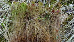 Sphagnum balticum