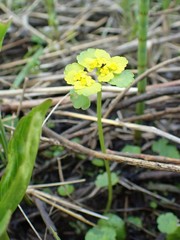 Chrysosplenium serreanum