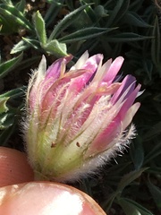 Trifolium andersonii