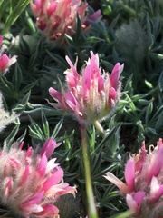 Trifolium andersonii