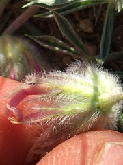 Trifolium andersonii