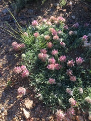Trifolium andersonii