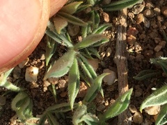 Trifolium andersonii