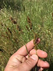 Carex densa