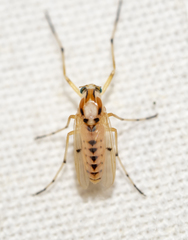 Coelotanypus concinnus