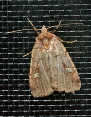 Oligia minuscula