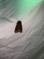 Phragmatobia assimilans