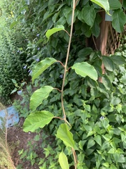 Actinidia arguta