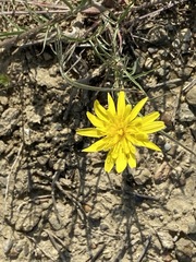 Scorzonera laciniata