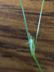 Carex trisperma