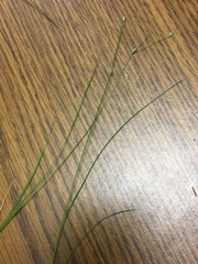 Carex trisperma