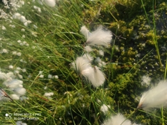 Eriophorum angustifolium