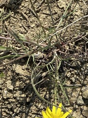 Scorzonera laciniata