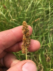 Carex densa