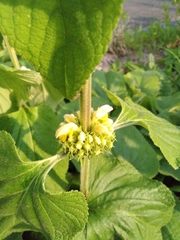 Phlomis fruticosa
