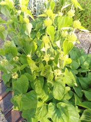 Phlomis fruticosa