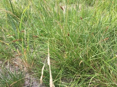 Carex densa