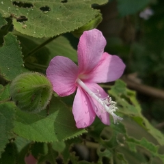 Pavonia malacophylla