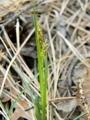 Carex ericetorum