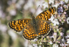 Melitaea pseudornata