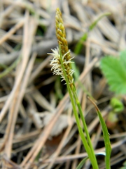 Carex ericetorum