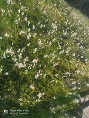 Eriophorum angustifolium