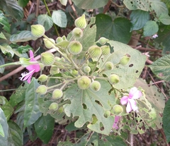 Pavonia malacophylla