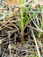 Carex ericetorum