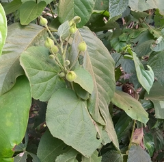 Pavonia malacophylla