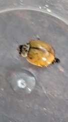 Adalia decempunctata